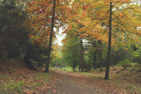 Eski Orman Yolu ve Sonbahar Ağaçları