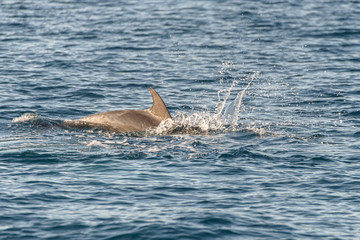 Fototapeta premium Doplhin jumping near coast in Croatia