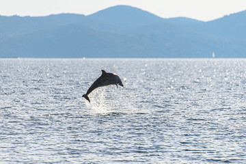 Fototapeta premium Doplhin jumping near coast in Croatia