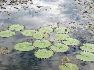 Lily Pads in a lagoon in the Amazon Jungle, Peru