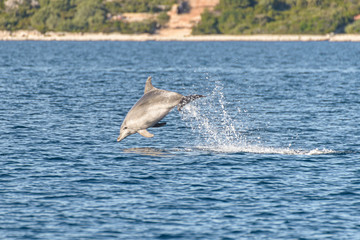 Doplhin jumping near coast in Croatia