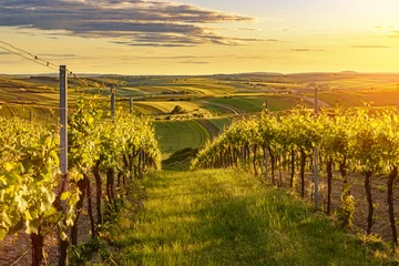 Poster Prachtige zonsondergang boven een wijngaard in Oostenrijk © tomaspic