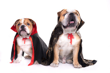 English bulldogs as vampires