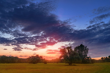 Meadow with flowers and trees during sunset