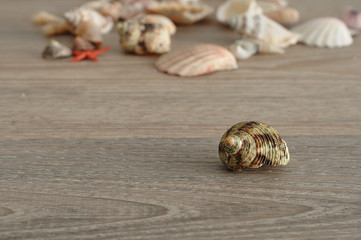 A collection of seashells on a wooden background