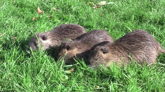 Nutria, Biberratte Mutter mit Jungen