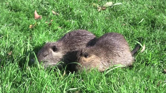 Nutria, Biberratte Mutter mit Jungen