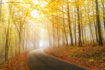 Naklejka na ściany i meble Autumn scenery in a forest, with the sun rays through the mist a