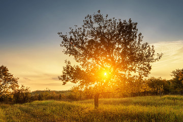 Fototapeta na wymiar Sunny tree sunset with sun rays