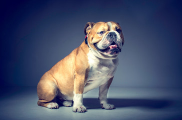 Male of English bulldog