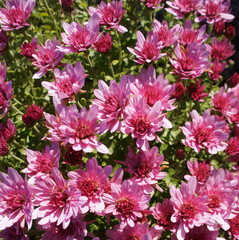 Pink chrysanths flowers on a sunny day