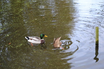 Ducks 