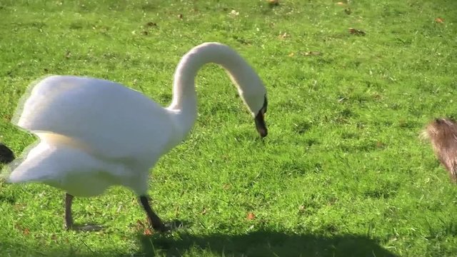 Schwan schnappt, bei&szlig;t Nutria, Biberratte
