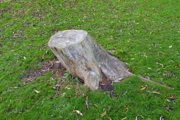 Tree Stump