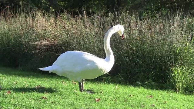 Schwan frisst Gras auf der Wiese