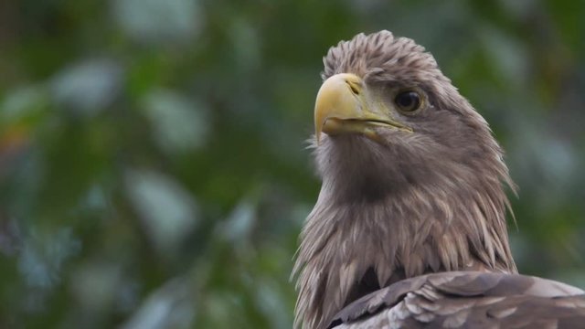 whitetailed eagle in germany