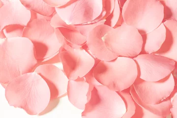 Photo sur Plexiglas Roses Rose petals