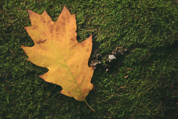 Sonbahar Yosun ve Yaprak Konsepti