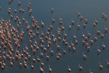 Chilean Flamingo, Phoenicopterus chilensis, La Pampa , Argentina