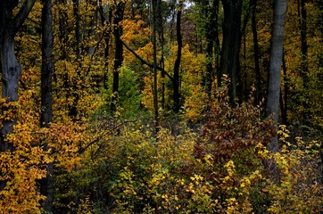 Goldener Herbstwald