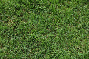green grass, playground