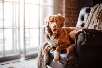 dog Nova Scotia Duck Tolling Retriever lying on the leather chair next to a wooden window