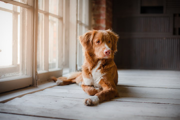 dog Nova Scotia Duck Tolling Retriever lying on a wooden floor by the window