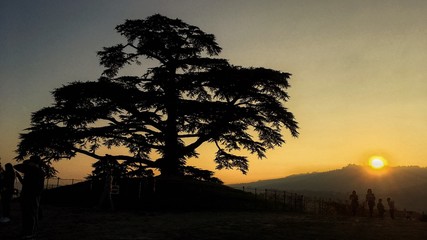 Fototapeta na wymiar Cedro del Libano al tramonto