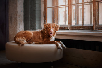 dog Nova Scotia Duck Tolling Retriever lying on a leather pouffe at a wooden window