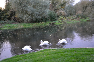 Swans on river 