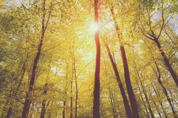 Summer forest with sun light and sun rays Instagram wash-out eff