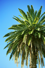 Palm tree