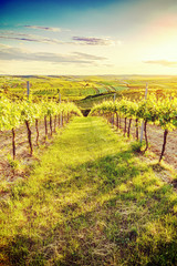 Fototapeta na wymiar Beautiful Sunset over a vineyard in Austria Instagram wash-out e