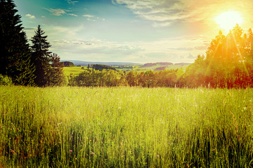 Meadow with flowers and trees during sunset Instagram wash-out e