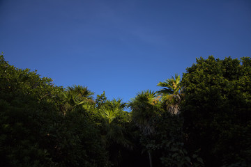 Obraz premium Tropcal Canopy