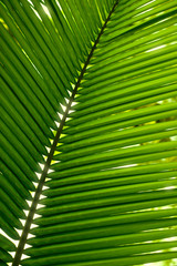 Palm Detail