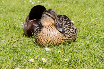 Resting Ducks