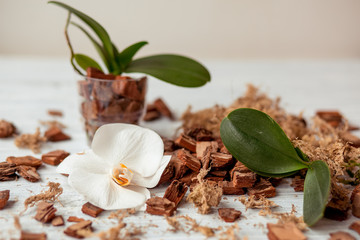 Orchid(Orchidaceae) phalaenopsisplants, soil(root) and moss on wooden background. Small green young orchids. Growing  indoor plant.