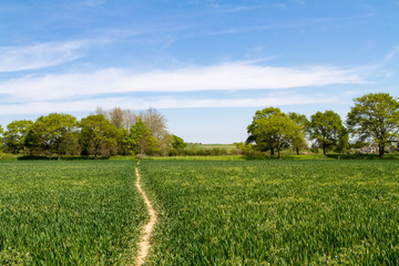 Pathway through Farmland