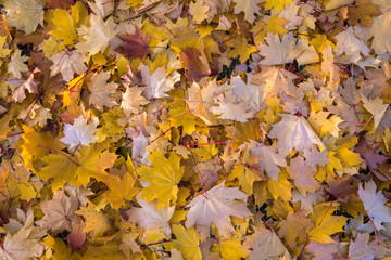 Background made of autumn leaves