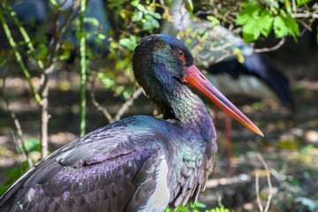 Black Stork Portrait