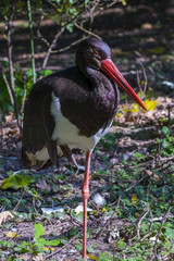 Black Stork on One Leg