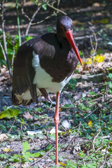 Black Stork on One Leg