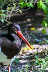 Black Stork Portrait
