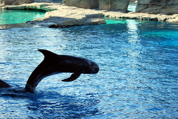 Dolphin games