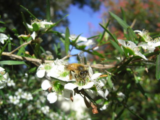 European honeybee in Australia