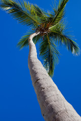 Palm Tree