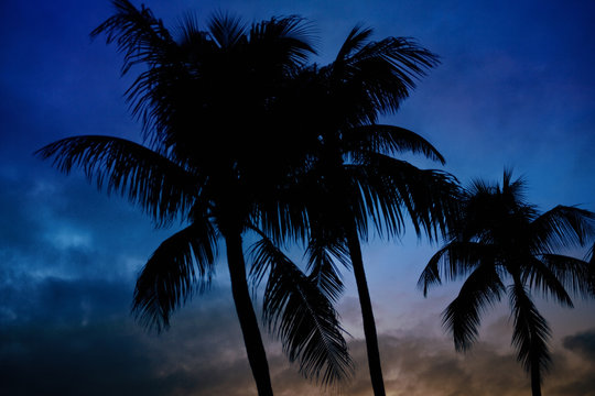 Three Palm Trees