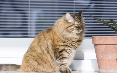 furry siberian brown cat in the garden
