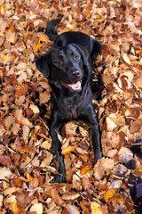 Labrador puppy(young adult) in the autumn leaves